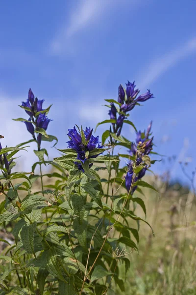 Swallowtail gentian in the mountains — Stock Photo, Image