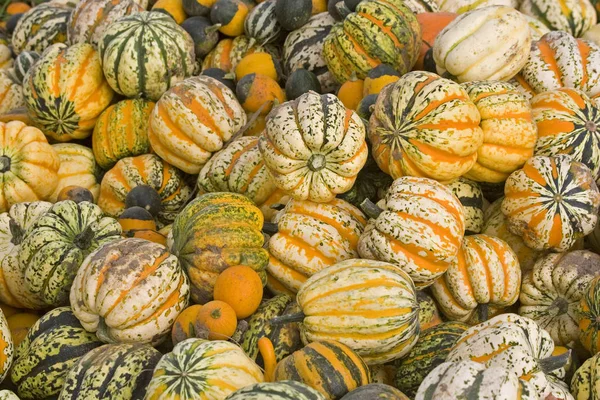 Kürbisernte im Herbst — Stockfoto