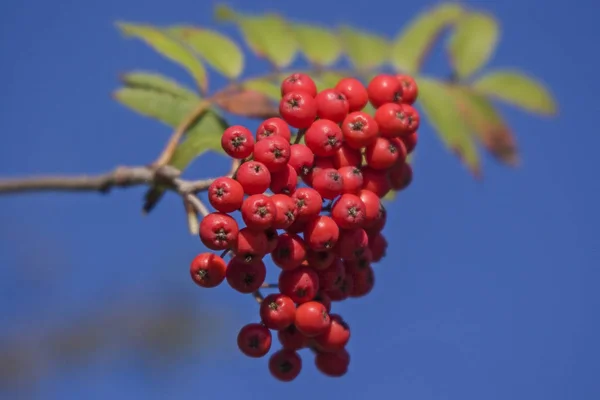 Fruits of rowan tree — Stock Photo, Image