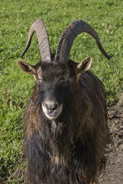 Ziege auf der grünen Wiese — Stockfoto