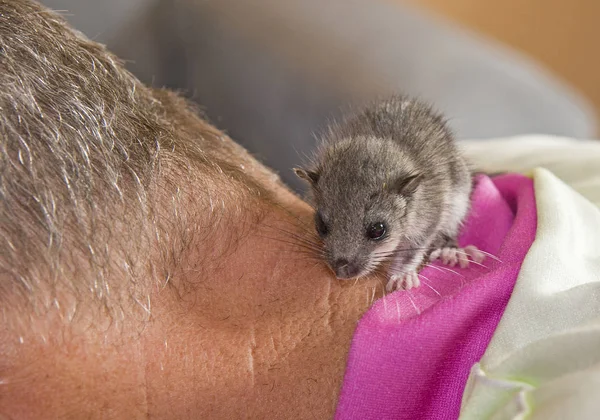 Orphaned dormouse baby in safety — Stock Photo, Image