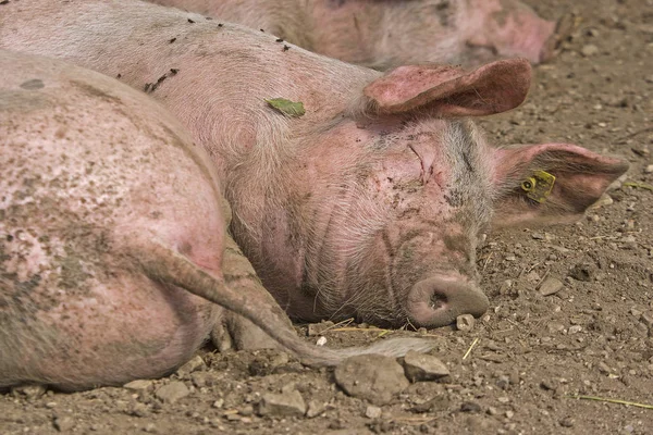 So ein Schweineleben — Stockfoto