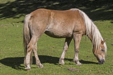 Bir dağ çayır Haflinger ata