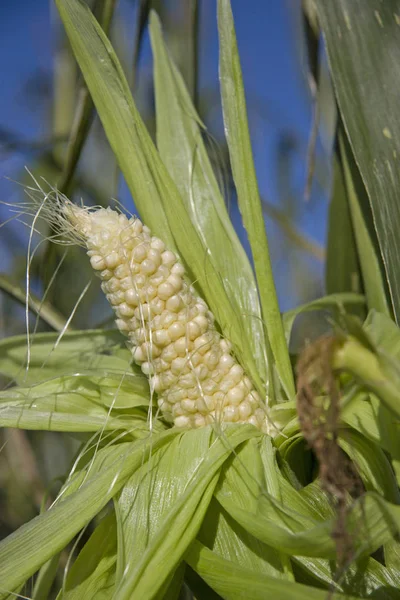 Immature corn cob — Stock Photo, Image