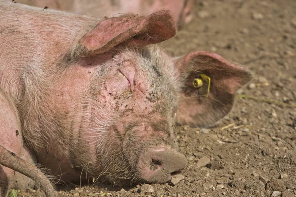 Böyle bir domuz hayat — Stok fotoğraf