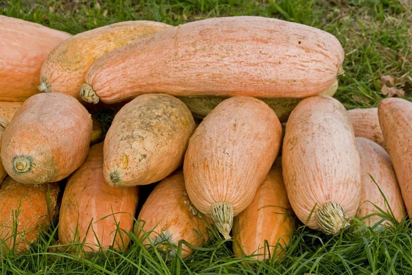 Pompoen oogst in de herfst — Stockfoto