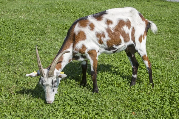 Ziege auf einer grünen Wiese — Stockfoto