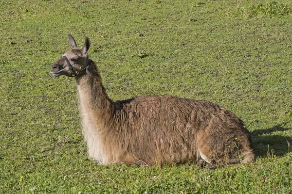 Lama en pradera verde — Foto de Stock