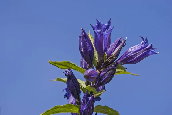 Swallowtail gentian in the mountains — Stock Photo, Image