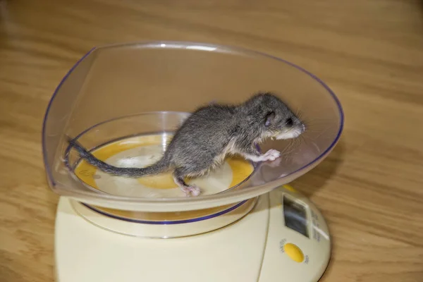 Weight control of a dormouse baby — Stock Photo, Image