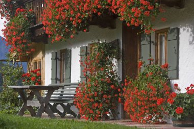 sardunyalar splendor