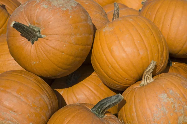 Pumpkin harvest in autumn — Stock Photo, Image