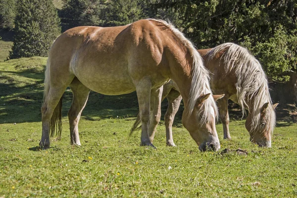 Haflinger horses on a mountain meadow — Stock Photo, Image
