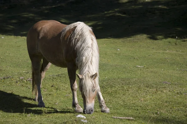 Haflinger horse on a mountain meadow — Stock Photo, Image