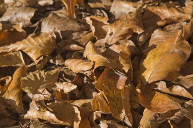 Düşen kayın yapraklar
