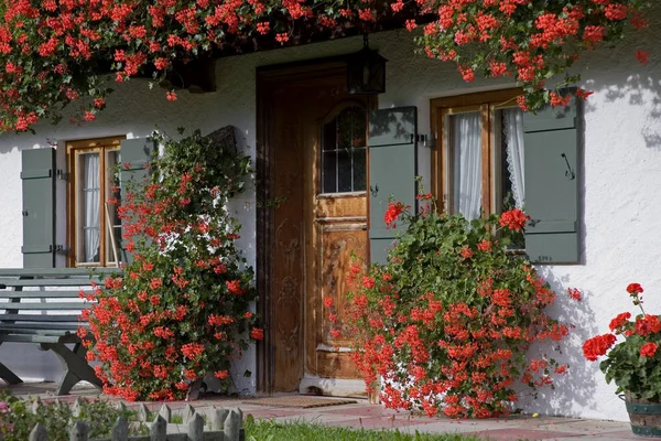 Pelargoner prakt — Stockfoto