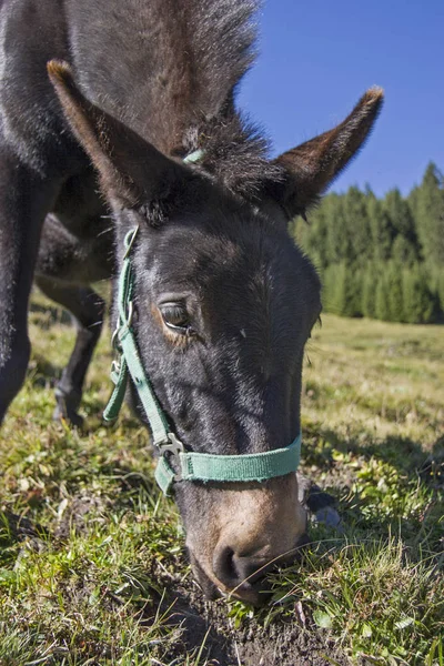 A legelő Muli — Stock Fotó