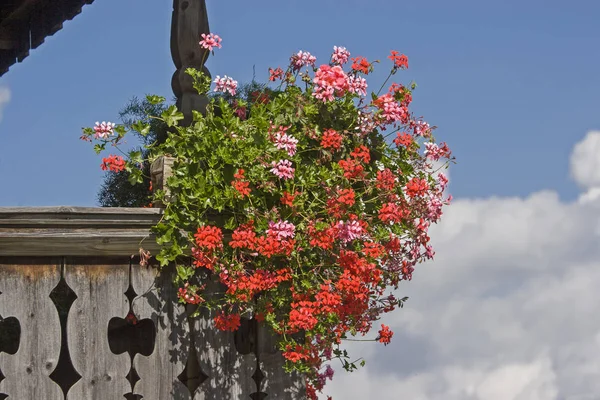 Balkon geraniums — Stockfoto