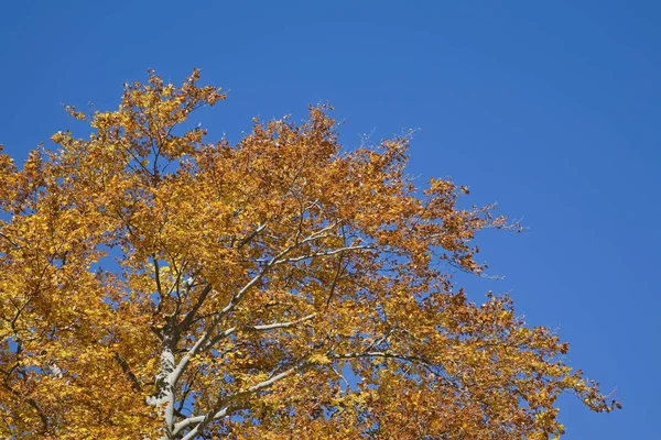 Beech in the fall Stock Picture