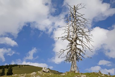 ağaç mortalite