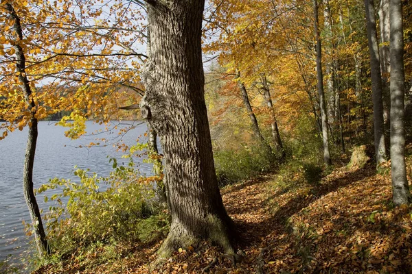Herbst am Hackensee — Stockfoto