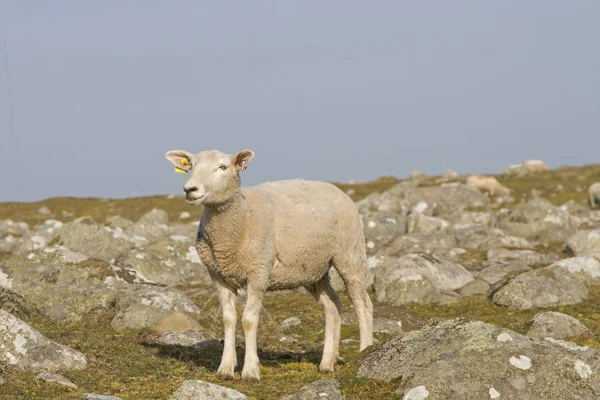 岩の牧草地の羊 — ストック写真