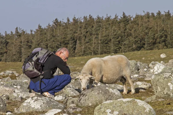 Человек с овцами — стоковое фото