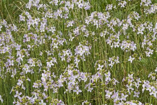 Kardaminpratens — Stockfoto