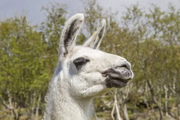 Lama-Porträt — Stockfoto