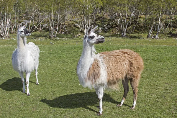 Lama's in Noorwegen — Stockfoto