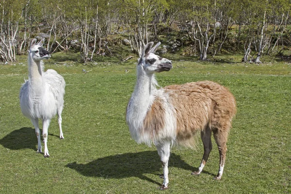 Llamas en Noruega — Foto de Stock