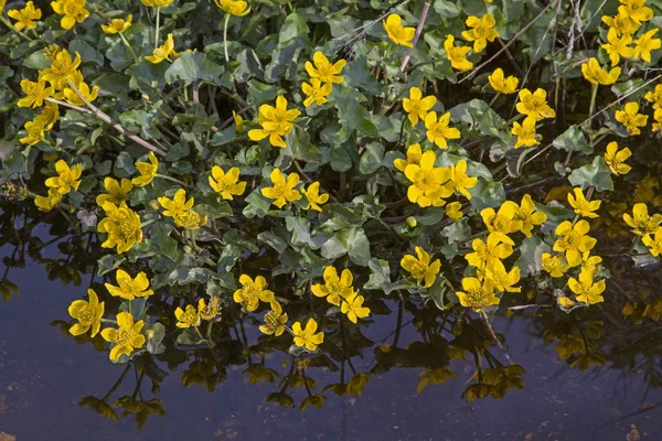 Bataklık gölünde bataklık kadife çiçeği — Stok fotoğraf
