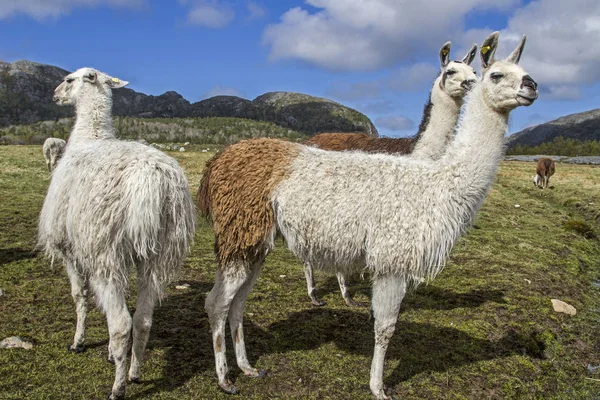 Lamas in Noorwegen — Stockfoto