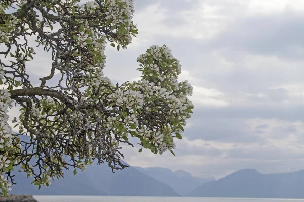 Ovocný květ v Sognefjordu — Stock fotografie