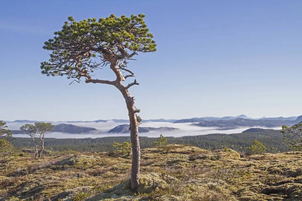 Fjell landskap i Trondelagen — Stockfoto