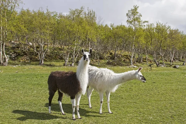 Lamas v Norsku — Stock fotografie