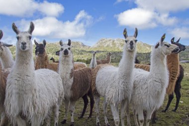 Norveç 'te Lamas