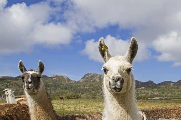 Lamas in Norwegen — Stockfoto