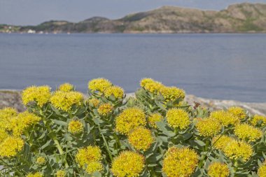  Norveç'te spurge bitkiler