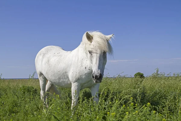 White horse in the nature reserve Morups Tange — Stock Photo, Image