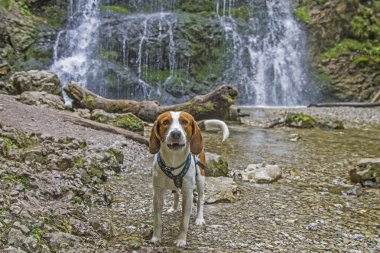 Josefstaler şelalesinde av köpeği.