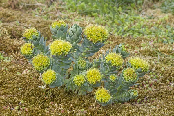 Plantas de estiércol en Noruega —  Fotos de Stock