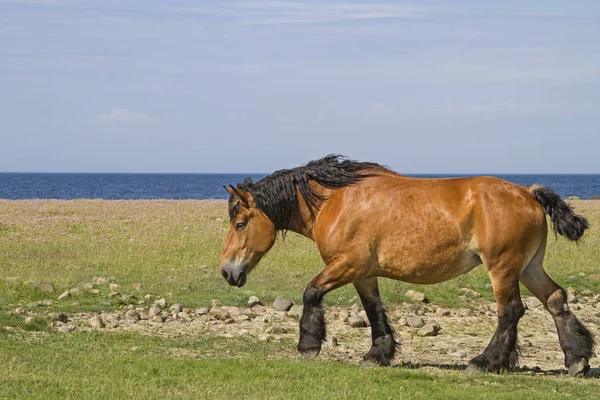 Ló a természetvédelmi tartalék Morups Tange — Stock Fotó