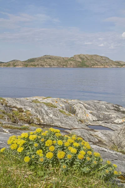 Wolfsmilchpflanzen in Norwegen — Stockfoto