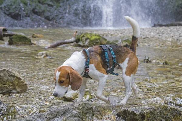 Beagle am Josefstaler Wasserfall — Stockfoto