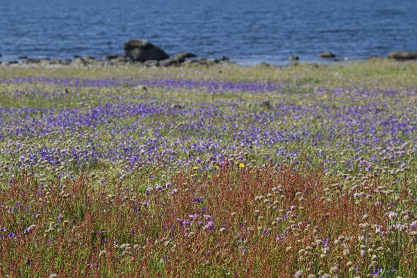 Blumenmeer im Naturschutzgebiet Morups tange — Stockfoto