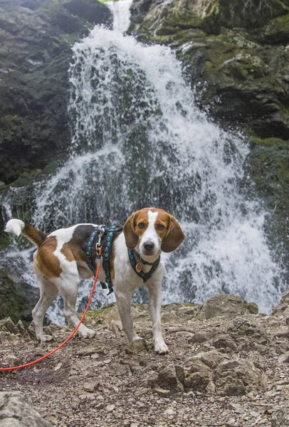 Beagle bij de Josefstaler waterval — Stockfoto