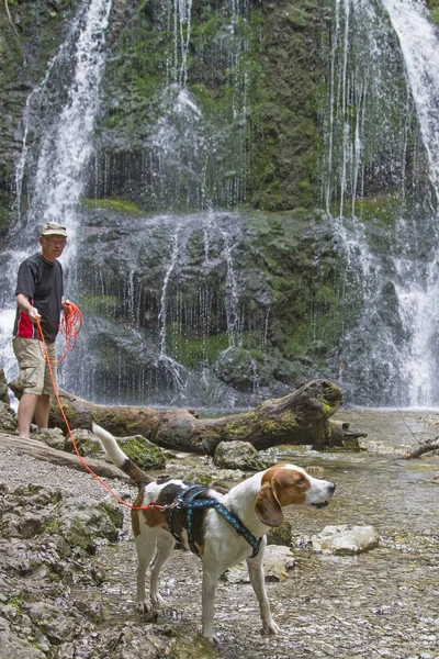 Beagle vid Josefstaler vattenfall — Stockfoto