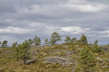 Atlantik adası Tustna üzerinde Moorland