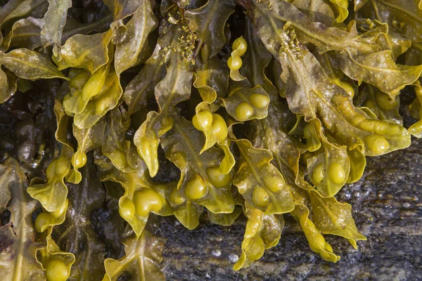 Seaweed at low tide — Stock Photo, Image